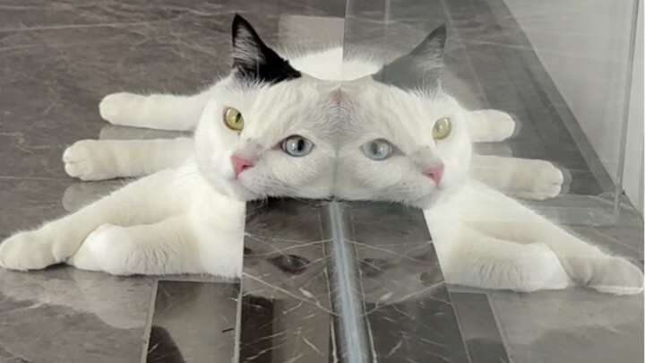 Is this adorable little cat just naturally gifted, or…?