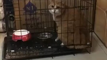 Giao tiếp không rào cản giữa mèo và người~~~