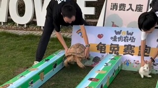 The Tortoise and the Hare Race