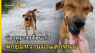 "เป๋" น้องหมาจรอ้อนเก่ง พกยิ้มหวานมาแลกหนมปี้สาวทู้กวัน | Dog's Clip