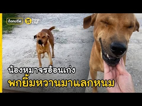 "เป๋" น้องหมาจรอ้อนเก่ง พกยิ้มหวานมาแลกหนมปี้สาวทู้กวัน | Dog's Clip