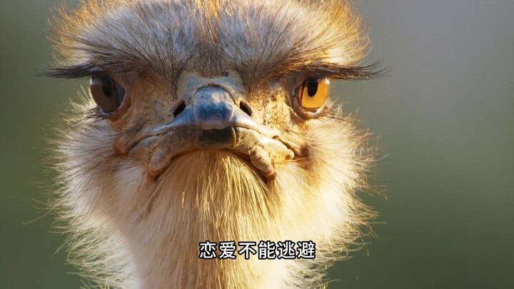 นี่มันนกเหรอ? ชัดเจนว่านี่คือไมเคิล แจ็กสันกลับชาติมาเกิด!