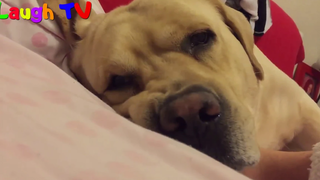Labradors Are Awesome - การรวบรวมสุนัขลาบราดอร์น่ารักตลก NEWHD