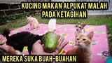 lucu banget kucing makan buah Alpukat Sampai Ketagihan Minta Terus..!