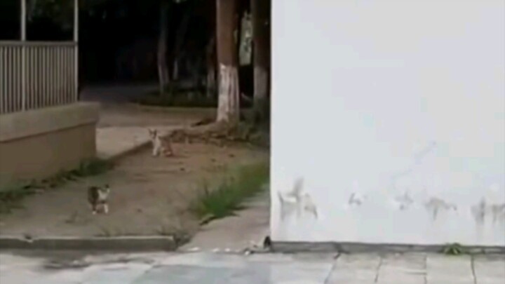 There’s a cat ahead! A magical encounter, an unexpected delight!