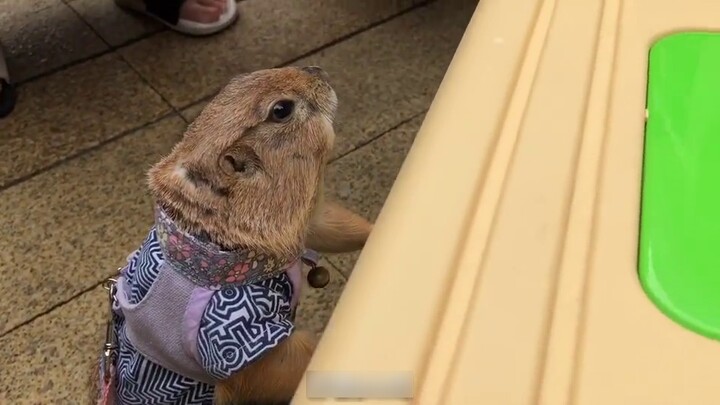 ตัววู๊ดชัคเช็คอินที่ร้านชานมของหวังจุนไคและถูกล้อมรอบไปด้วยแฟนๆ จนต้องตะโกนว่า "อา"