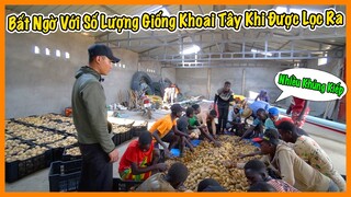 Quanglinhvlogs || Số Lượng Khoai Tây Giống Số Lượng Lớn Sau Khi Đã Lọc Ra ?