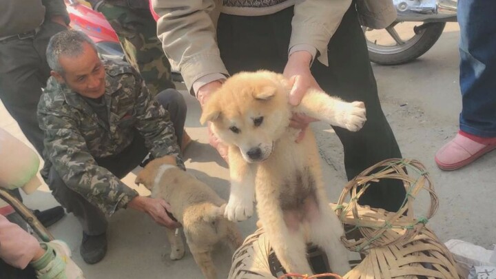 A small mixed-breed dog is so handsome that an elderly person paid a high price to buy it, while eve