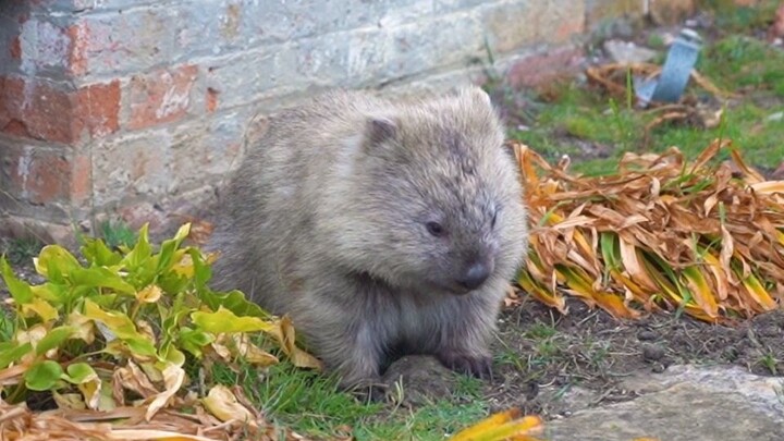 Menemukan seekor wombat yang putih dan gemuk