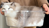 A 20-pound kitten takes a bath and transforms from a bucket of cats into a basin of cats