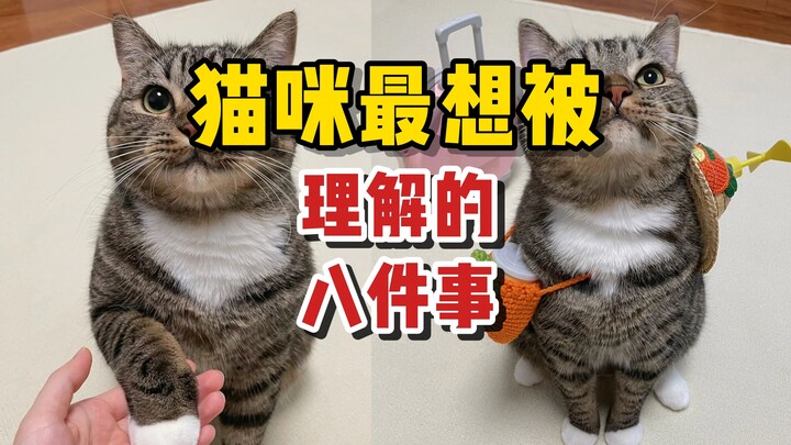 7 أشياء يتمنى القط أن يفهمها الناس، والأخيرة تُبكي العيون!