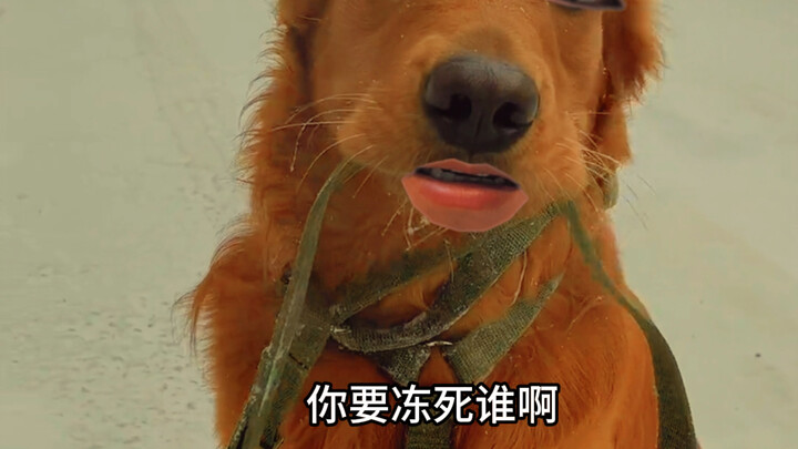 Dog: You can have my life then.