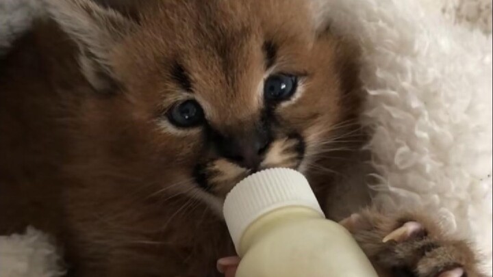 รู้สึกว่าการฮั่นแน่ะนี่แหละคือ “เอกลักษณ์เด่น” ของมันเลย