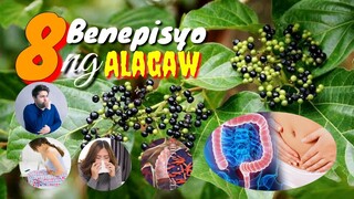 HALAMANG GAMOT NA NAKAKABILIB ANG MGA BENEPISYO | ALAGAW | FRAGRANT PREMNA | Tenrou21