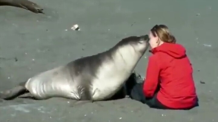 الفقمة الصغيرة: كائن غريب