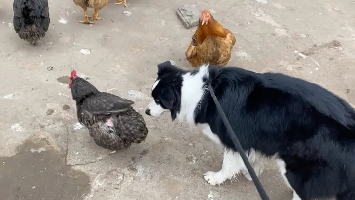 Animal|Border Collie: Chicken Move I Move