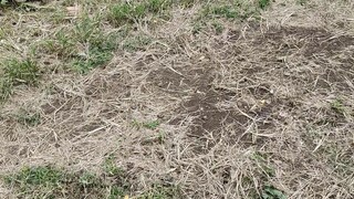 Papawis muna galing sa nag uuulan eh 🐓👌