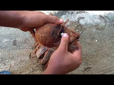 CARA MENANAM KELAPA MENJADI BONSAI KELAPA