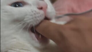 Extend your finger when your cat yawns