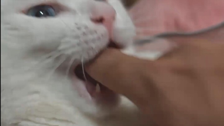 Extend your finger when your cat yawns