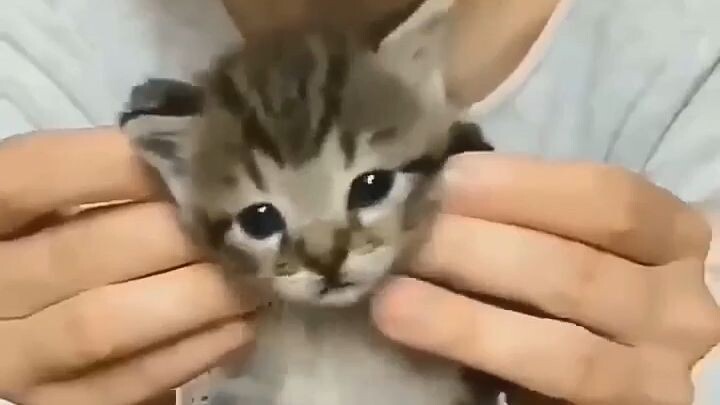 Pikachu Dance Pikachu😍😍😍 !!! doing cat cute dance of little cat