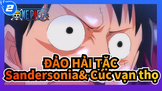 ĐẢO HẢI TẶC|Luffy VS. Boa Sandersonia& Boa cúc vạn thọ_2