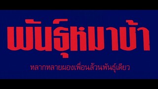 พันธุ์หมาบ้า (2️⃣5️⃣3️⃣3️⃣)