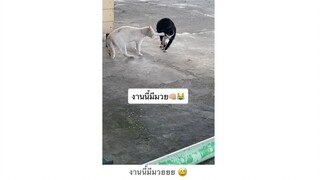 งานนี้มีมวยบอกเลย