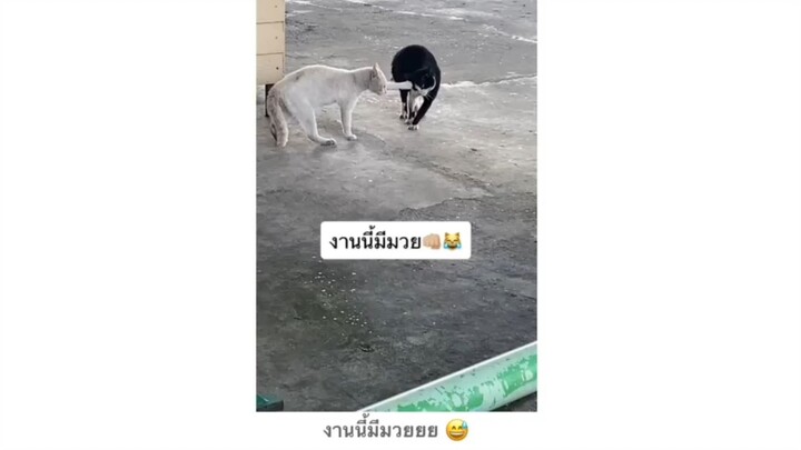 งานนี้มีมวยบอกเลย