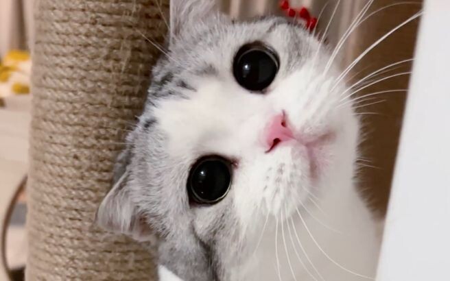 Bisa nggak aku bersembunyi di pelukan si kucing kecil?