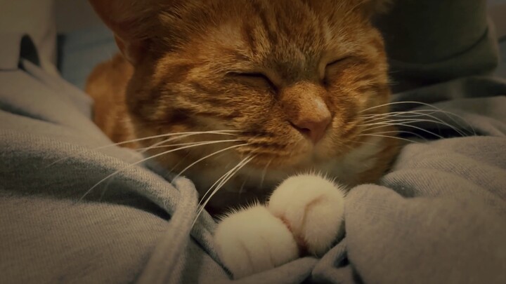 Fall asleep to the sound of a cat's purr. Good night.