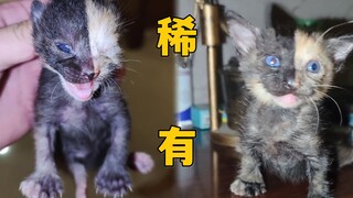 这只小猫，稀有BUFF快叠满了！