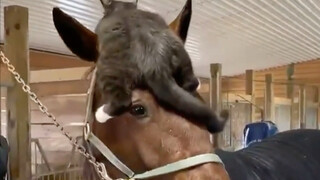 Cat, horse