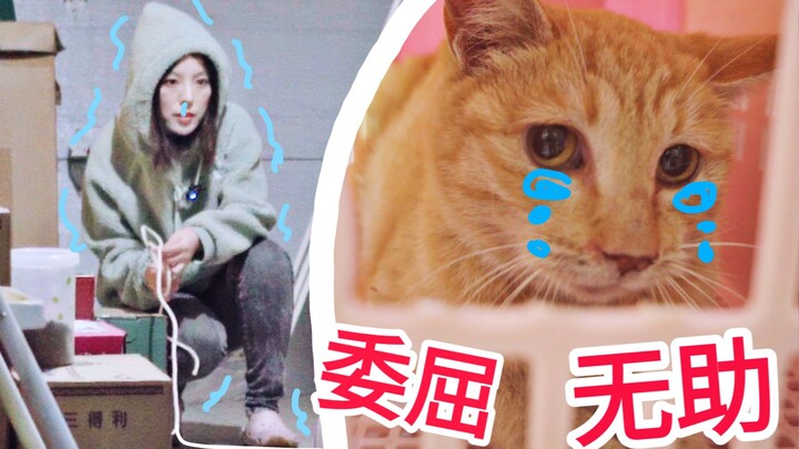 Đáng lẽ tao không định bắt mày, nhưng giờ mày đã đến rồi thì tiện thể triệt sản luôn đi! Chú mèo hoa