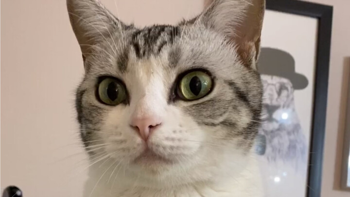 After watching this video, I suddenly can’t remember how cats meow…