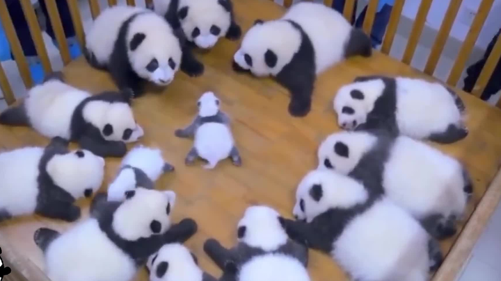 A Collection of Pandas' Cuteness!!!