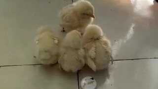 ⚡幼 年 时 期 坤 坤 训 练 的 珍 贵 录 像⚡