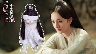 สามชาติสมภพป่าท้อสิบหลี่ #ป๋ายเฉี่ยนกระโดดลงแท่นประหารเซียน# เวอร์ชั่นสัตว์เลี้ยงน่ารัก