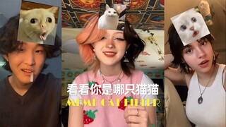 Gunakan filter ini, lihat kucing meme mana yang kamu 😹