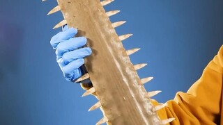 锯鳐的锯子是什么？