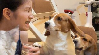 Laporkan! Memamerkan gigi sangat membantu anak anjing!