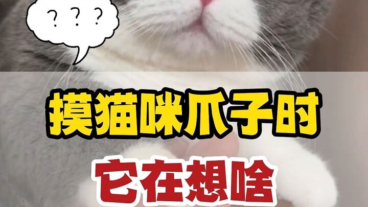 ماذا يفكر القط عندما تلمس مخالبه؟