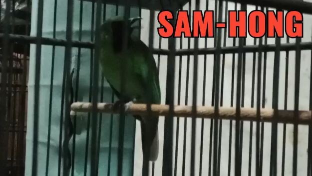 Cucak Hijau full Rooll