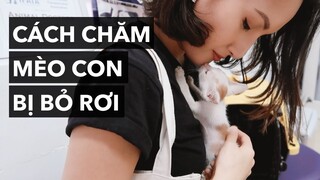 Cách chăm sóc mèo con bị bỏ rơi