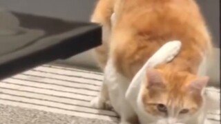 "Itu jelas-jelas perkelahian kucing yang tertangkap basah, mengapa itu membuatku malu?"