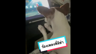 ร้องเพลงพี่ลิซ่า 🐶