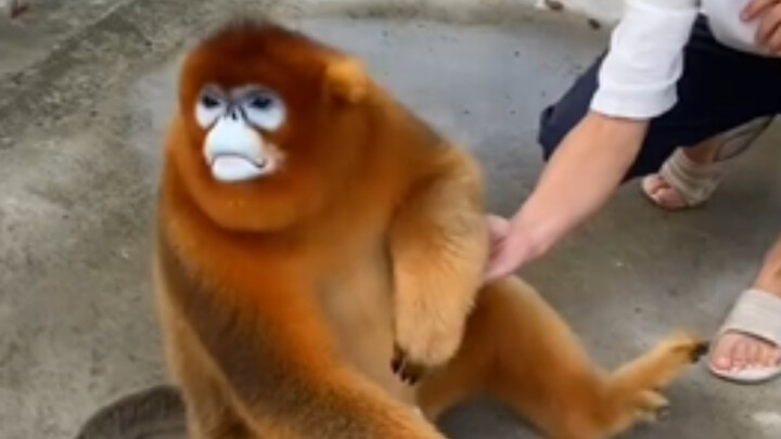 Monkey: Don’t touch if there’s nothing to eat!