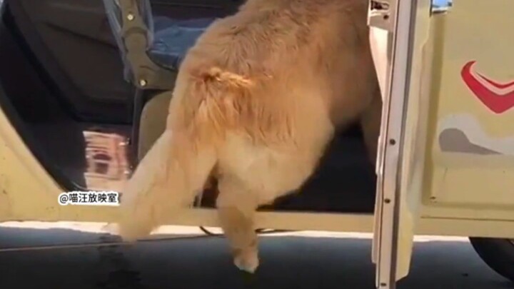 Thẩm định chó ngốc