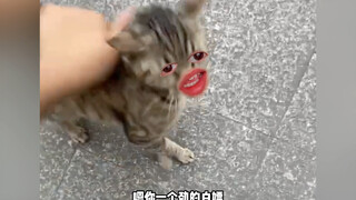 แมว: ตอนนั้นฉันค่อนข้างกลัว