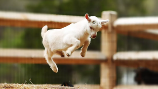 การรวบรวมวิดีโอลูกแพะที่ตลกและน่ารักที่สุด (2018)